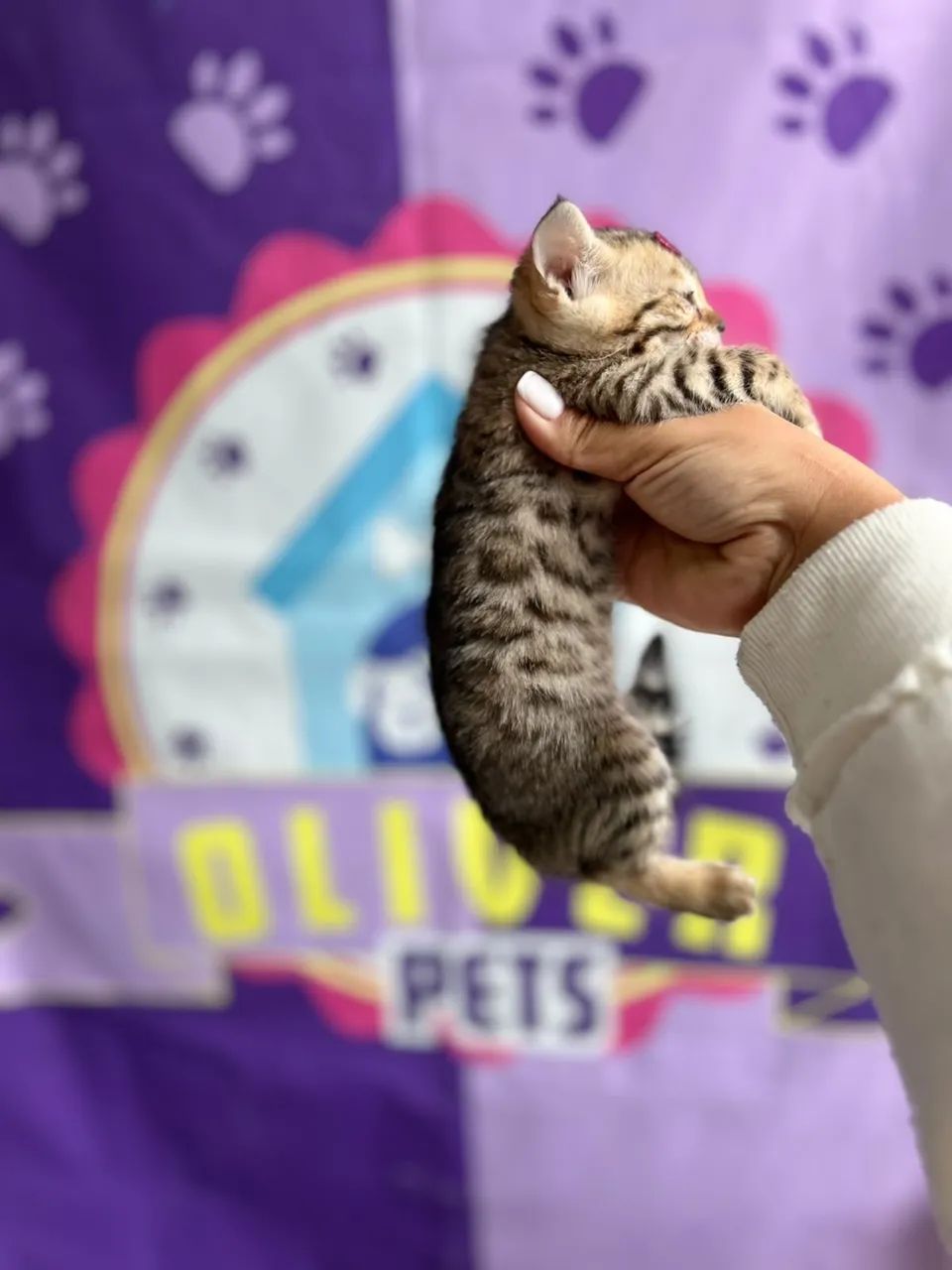 Bengal  - Foto 2
