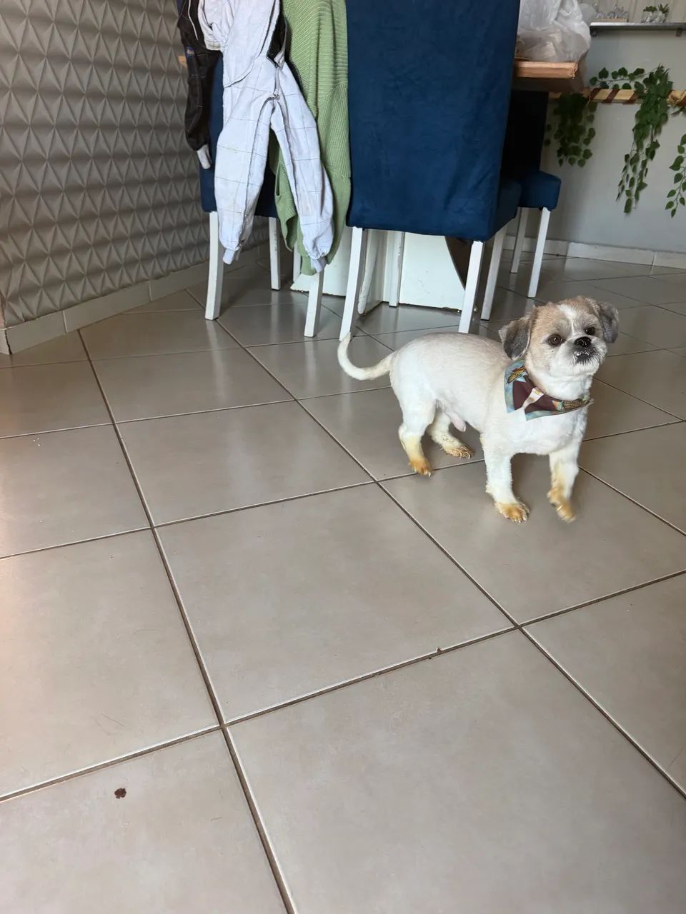 Cachorro Shih Tzu - Foto 5