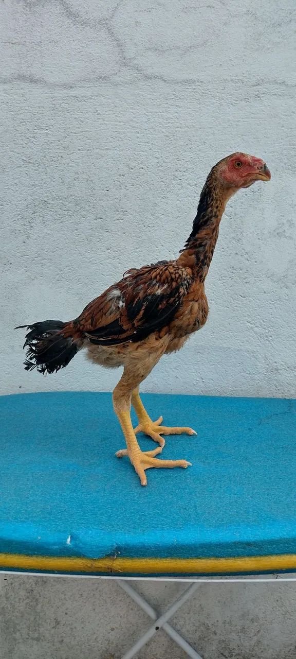 Frangos de índio shamo e índio gigante  - Foto 3