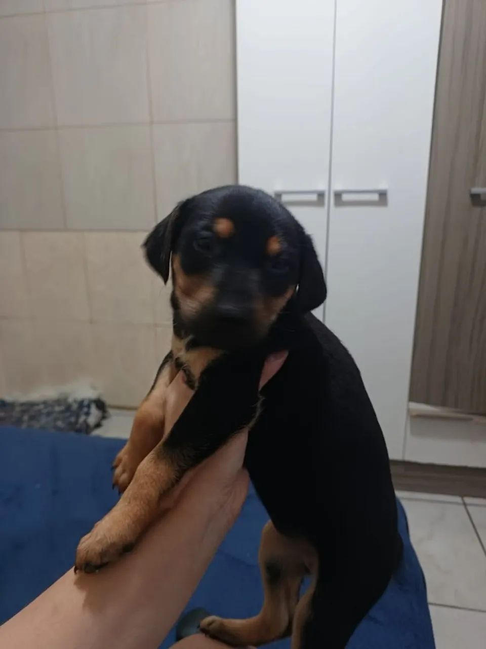 Doação - Foto 4