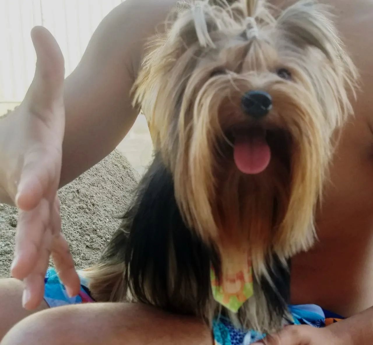 Yorkshire Terrier  - Foto 3