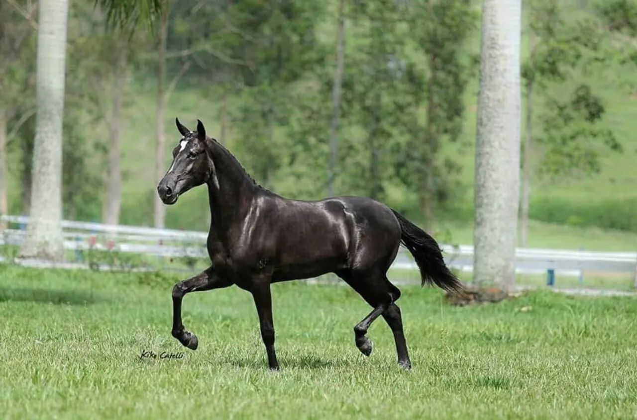 Vendo cavalo mangalarga marchador de competição  - Foto 4