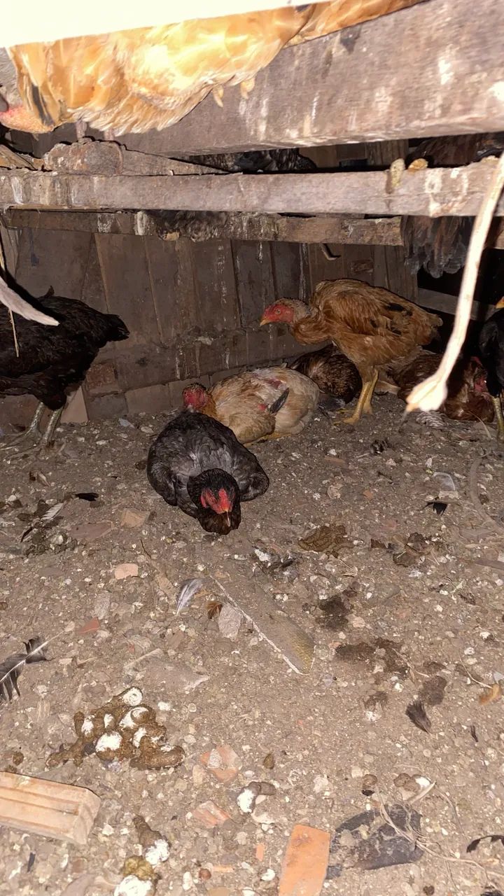 Galinhas caipira  - Foto 6