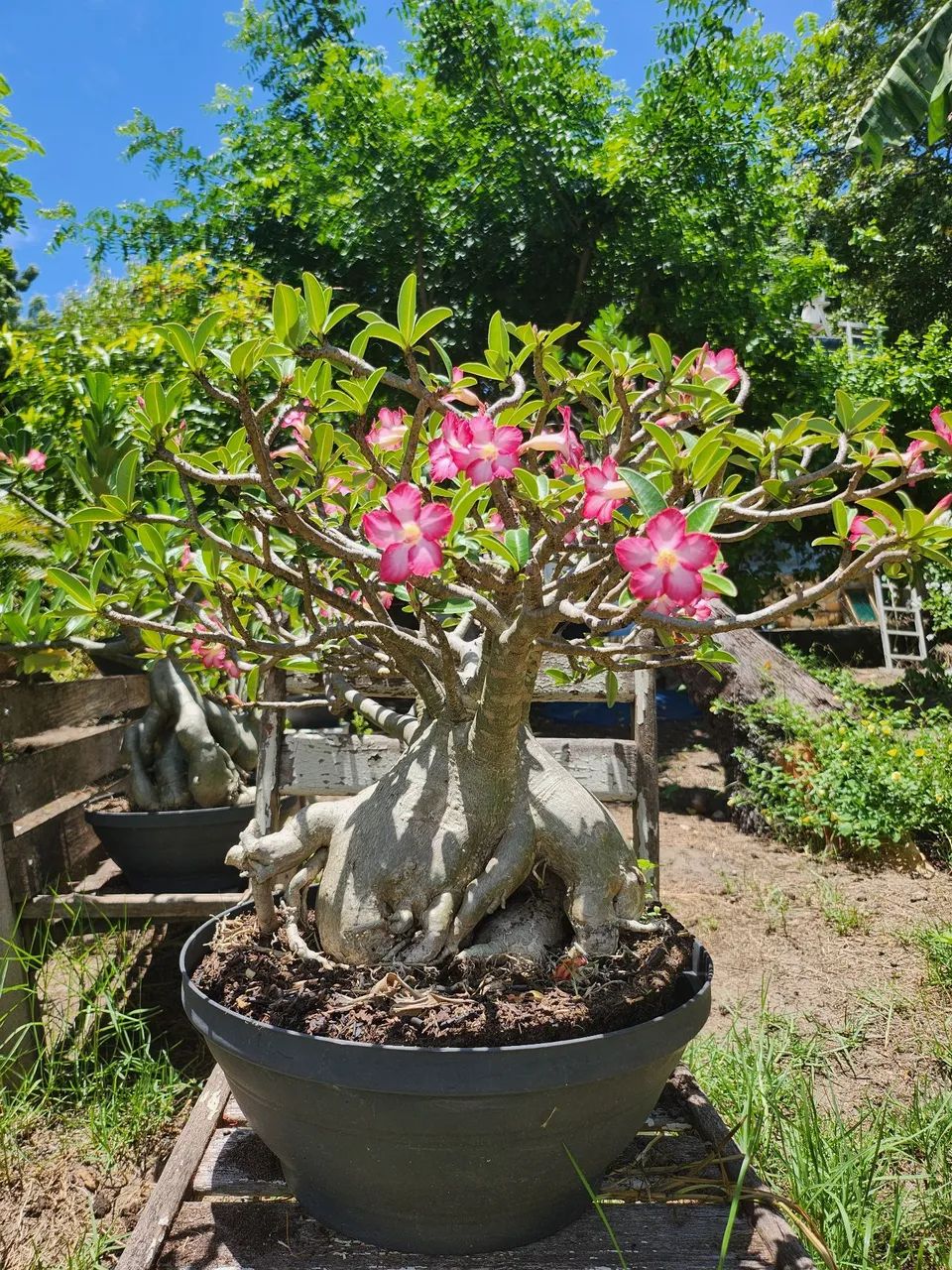 Rosa do Deserto Híbrida 10 anos