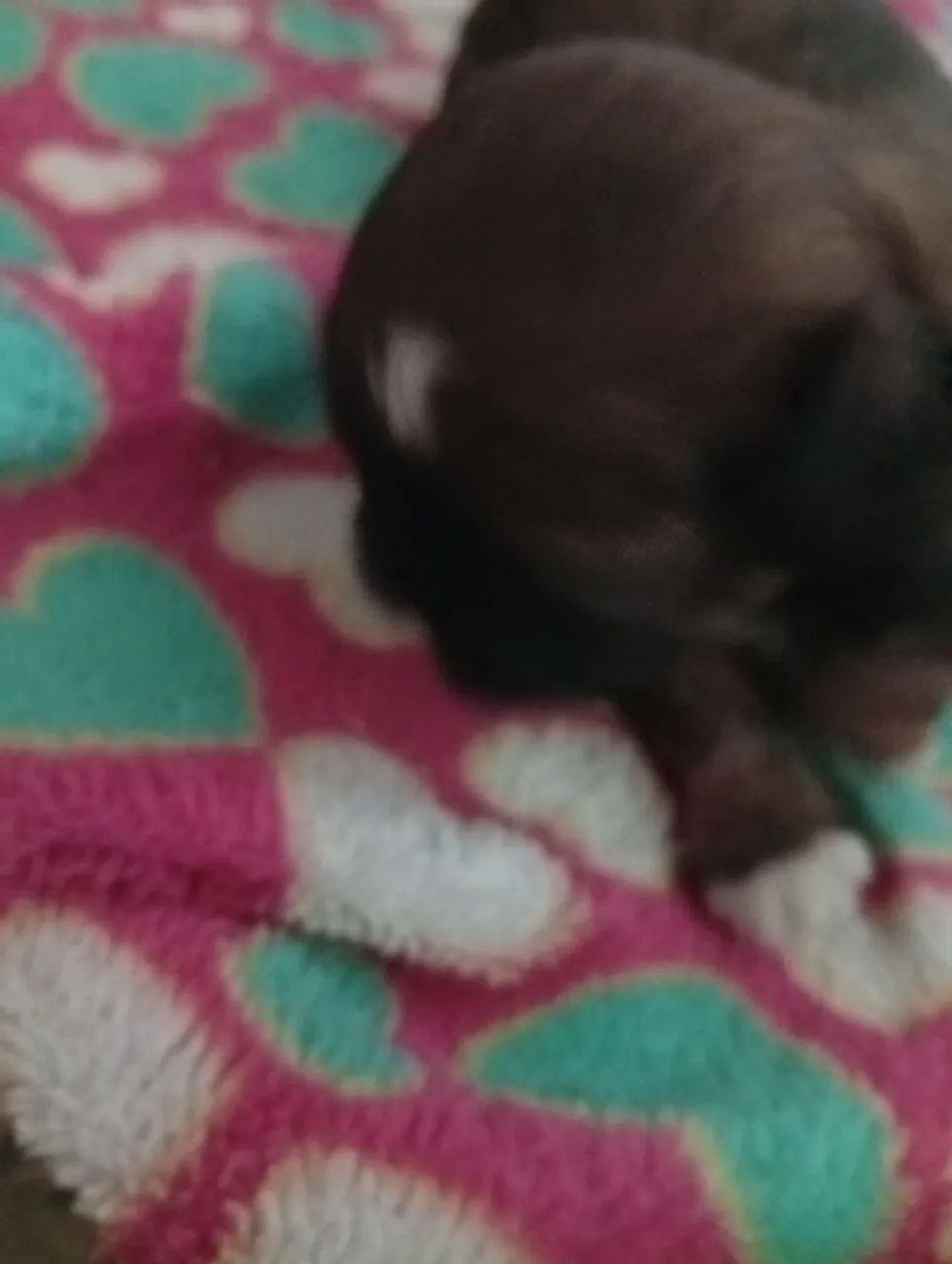 Cachorro - Foto 5