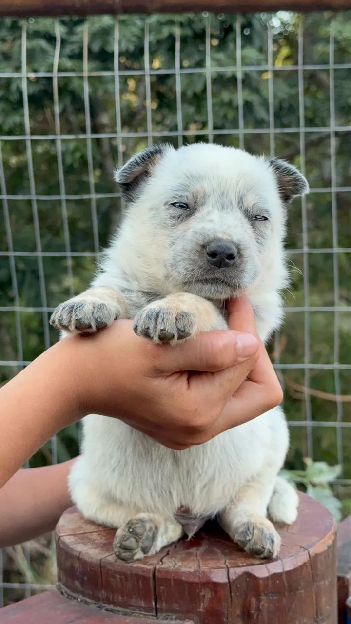 Blue Heeler  - Foto 5