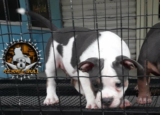 American bully - Foto 2