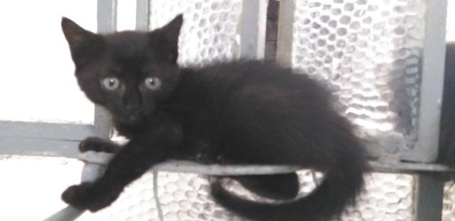 Gatinhos para adoção responsável e amorosa urgente! - Foto 6