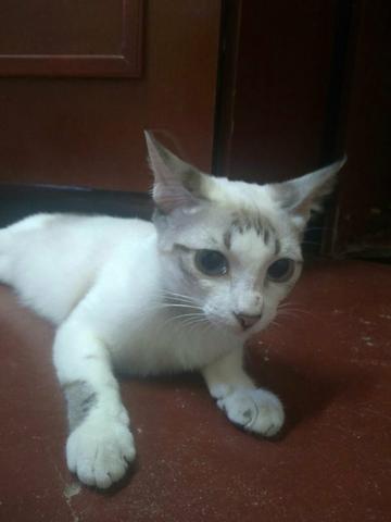 Gatas Para Doação - Foto 2