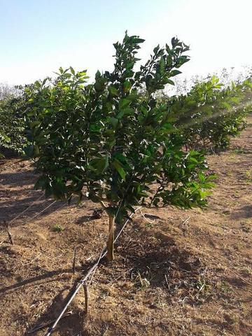 Laranja - Foto 3