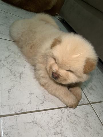 Filhote ChowChow Branco Porte Americano - Foto 2