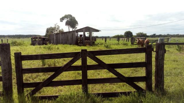 Fazenda Produtiva de Frango P/Frigor Projeto Aprovado - Nova Marilândia - 7 Km da Cidade - Foto 7