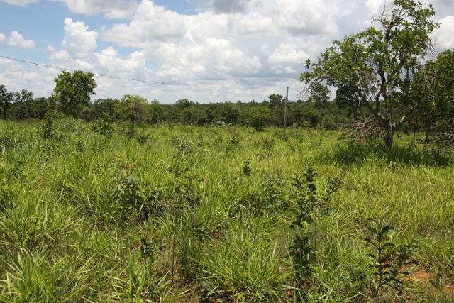 Sítio de 3 hectares 30.000m² por 100.000,00 - Foto 13