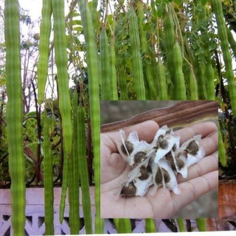 Semente Moringa - Foto 2