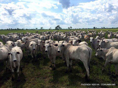 FAZENDA A VENDA EM CORUMBÁ - MS (Pecuária) - Foto 2