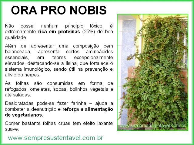 Ora Pro Nobis -Folhas - Foto 3