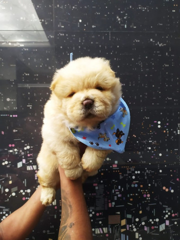 Chow Chow Branca, Laranja, Creme - Macho e Fêmea Disponível - Foto 2