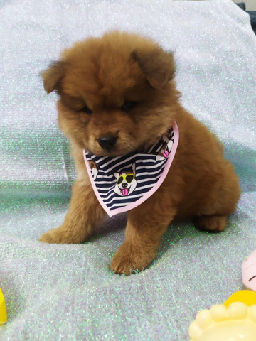 Chow Chow - Foto 5