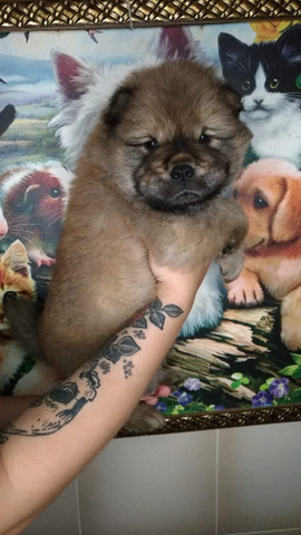 Chow Chow Dourado macho - Foto 2