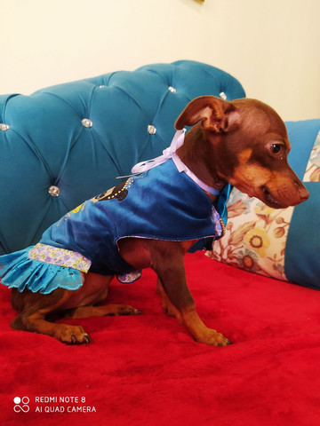 Pinscher fêmea com 4 meses - Foto 4
