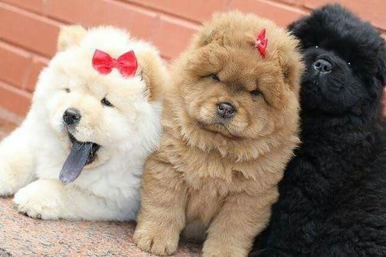 Chow-chow creme/laranja/preto, temos 7 clinicas para qualquer tipo de atendimento gratuito - Foto 2