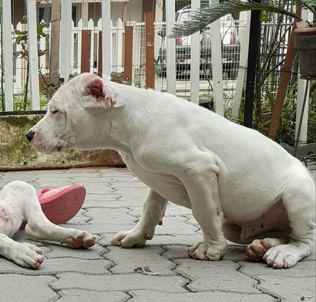 Filhotes de dogo argentino