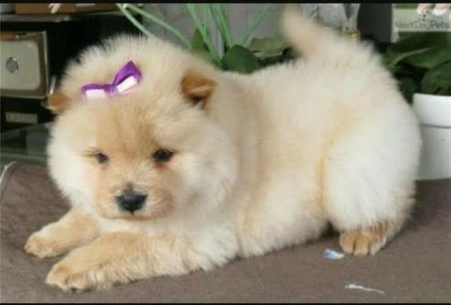 Chow chow entregamos na sua casa