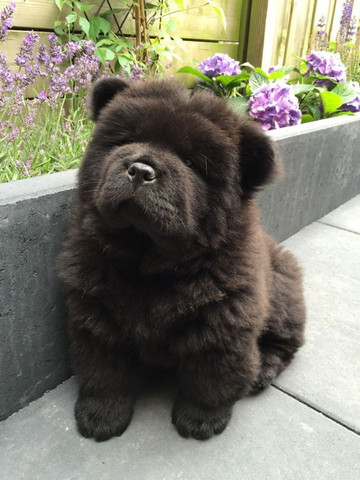 Chow chow filhotinhos creme