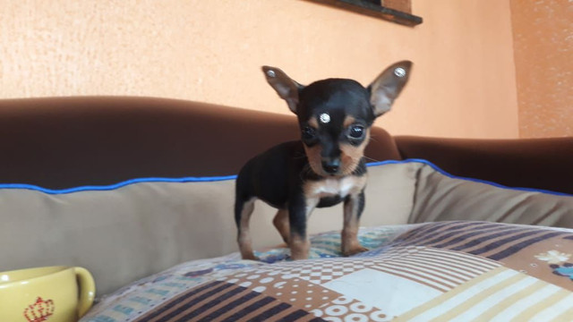 Pinscher miniatura último casal n00 leia - Foto 5