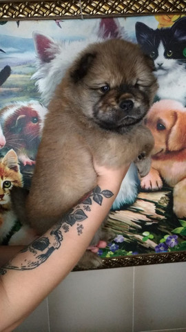 Chow Chow Dourado macho - Foto 3