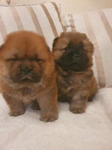 Chow Chow