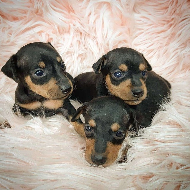 Pinscher Machinho ah Pronta Entrega