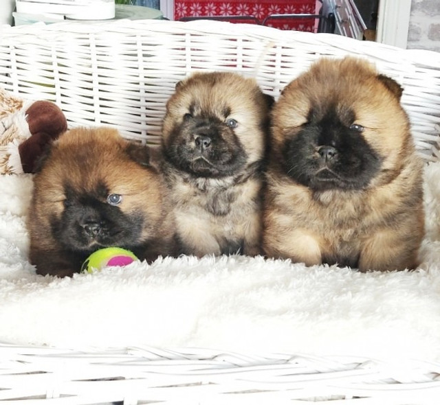 Chow-Chow - Filhotes macho e fêmea