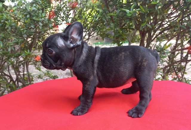 Bulldog Francês - Fêmea, 3 meses - Excelente Linhagem - Com o pedigree, em 12 x no cartão.