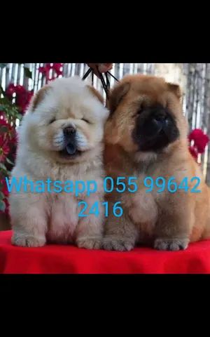 Chow chow machos e fêmeas pronta entrega envio pra todo Brasil  - Foto 2