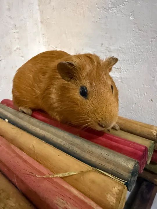 Porquinho da índia  - Foto 5