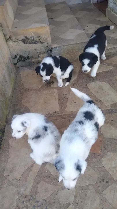 Border Collie