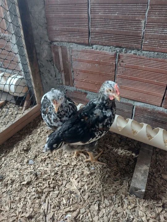 GSB GALINHA SERTANEJA BALÃO - Foto 3