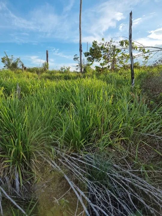 TERRA A VENDA 43,5 ALQUEIRES EM MACHADINHO  - Foto 2