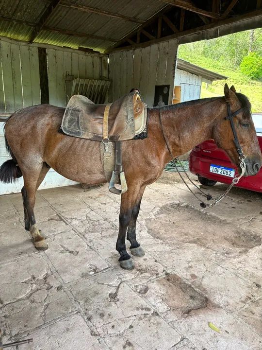 Cavalo para venda