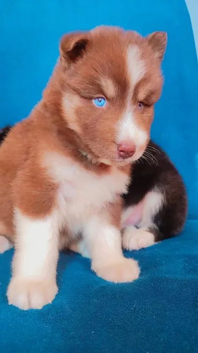 Husky marrom macho - Foto 2