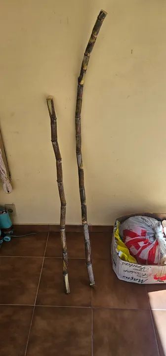 Cana para caldo de cana suco - Foto 2