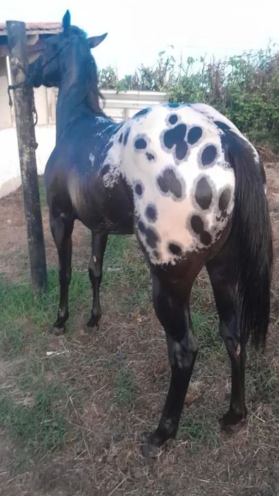 Apaloosa - Foto 2