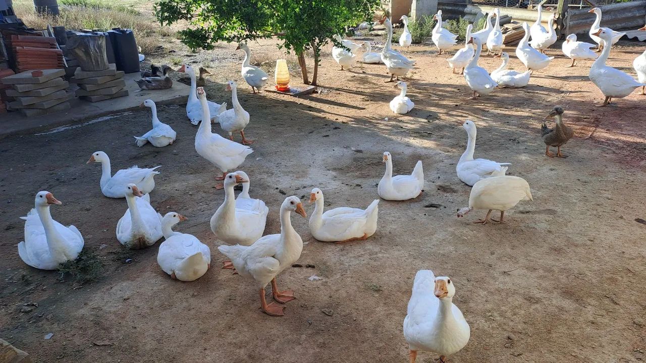 Gansos  - Foto 5