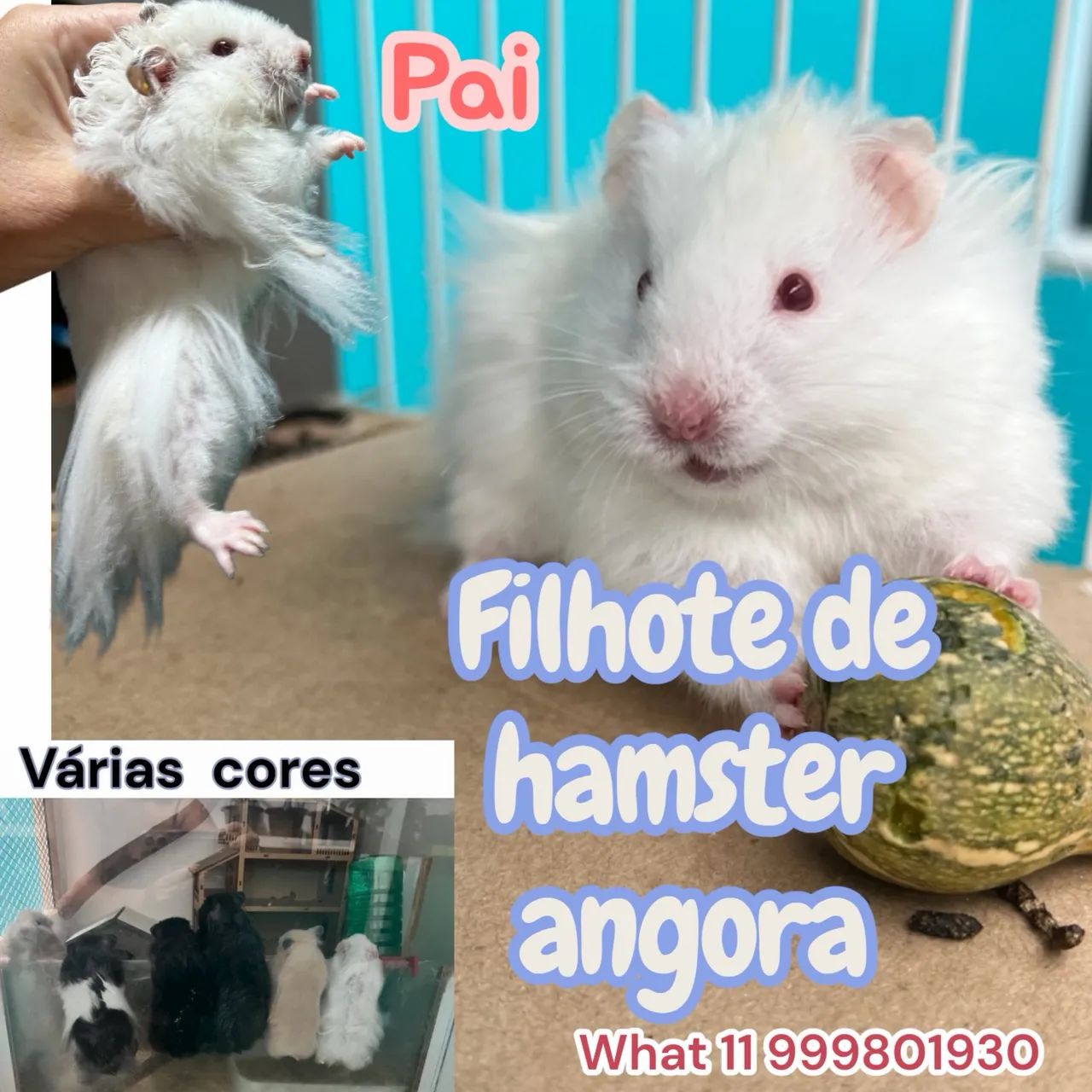 Filhotes de hamster angora 