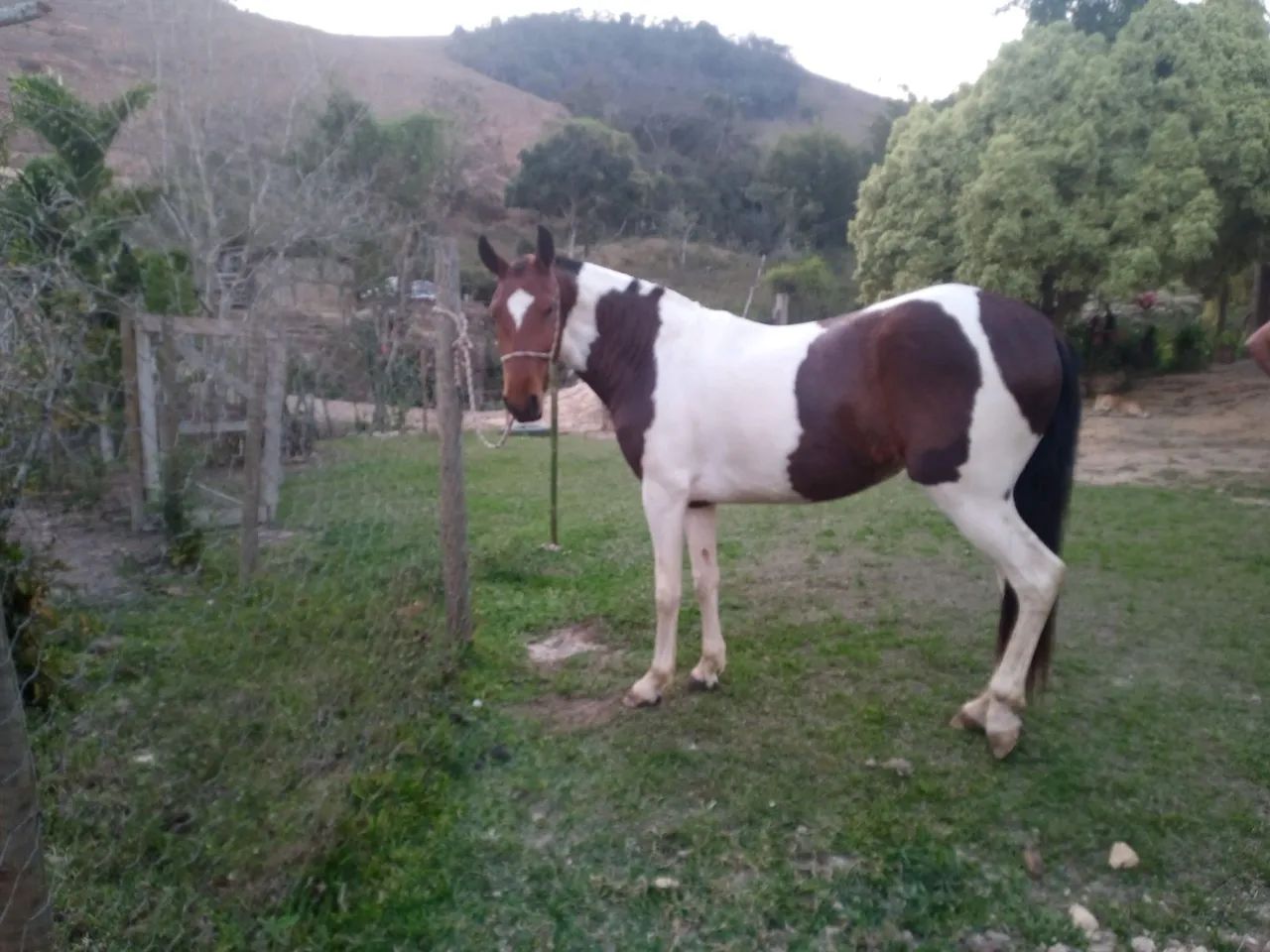  Vendo Égua pampa de castanha Mangalarg  6 anos a  - 5 anos - Foto 6