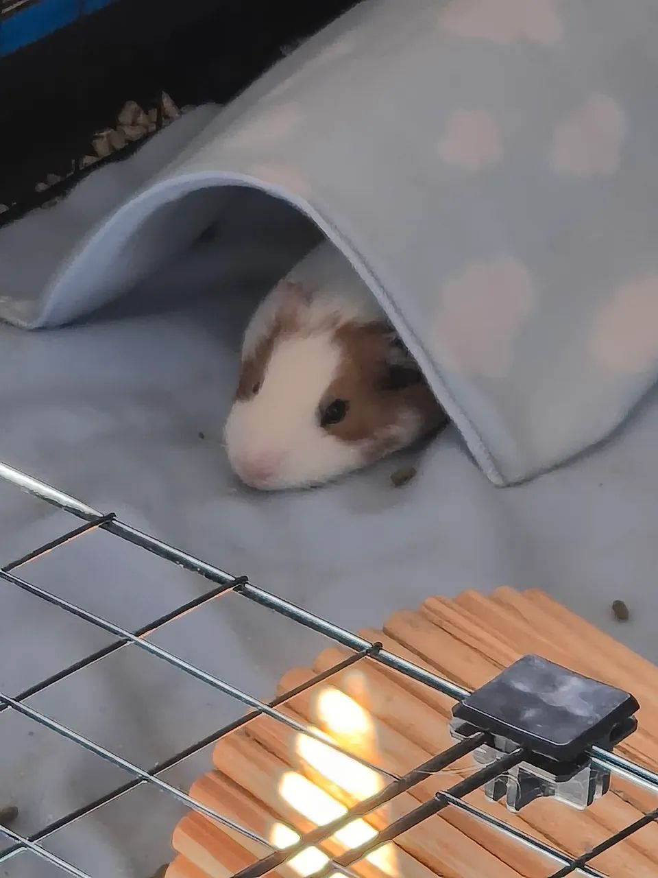 Porquinhos da Índia  - Foto 3