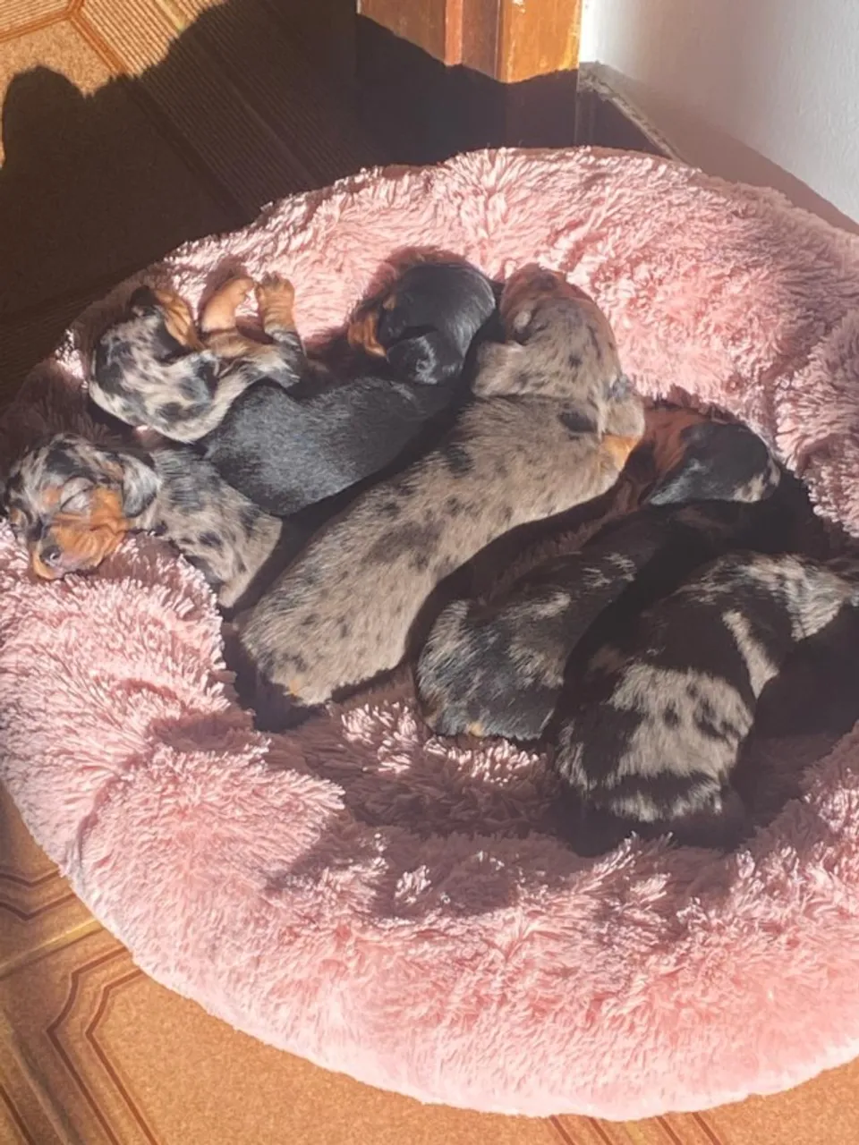 Filhotes Teckel (Dachshund Merle)