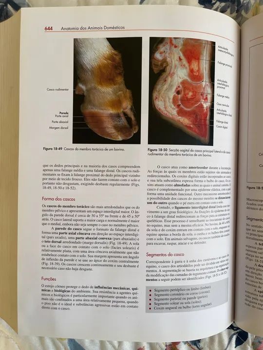 Livro Anatomia dos Animais Domésticos - 6ª edição - Foto 4