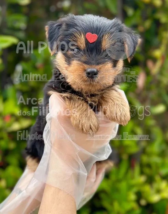 Tão bom morrer de amor huum - Foto 3